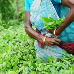 where does assam tea come from