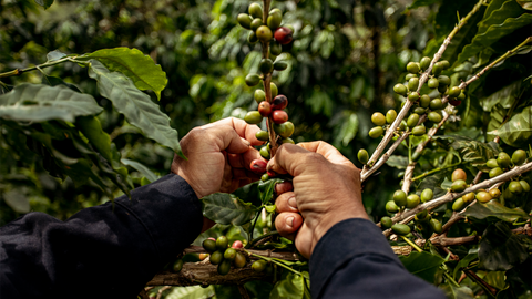 Colombian coffee plants