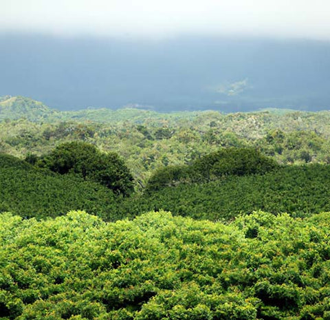 Hawaiian coffee plantation growing specialty coffee beans