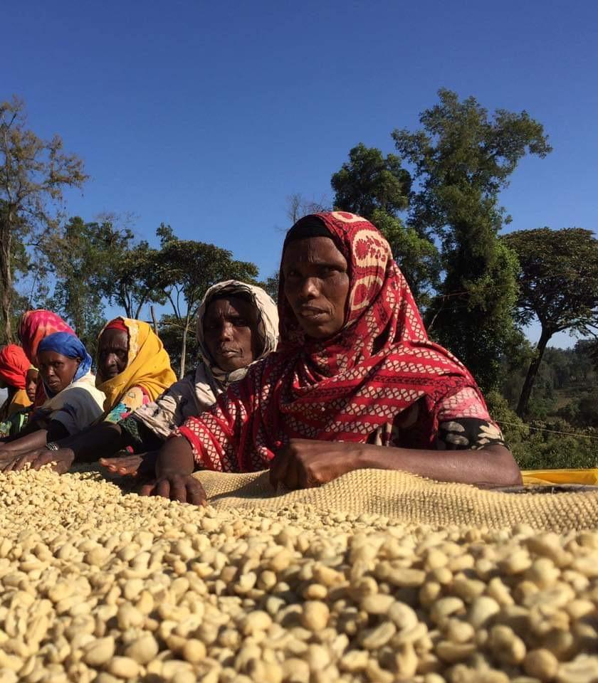 Coffee cherry washing station workers in Gigesa, in Ethiopia.