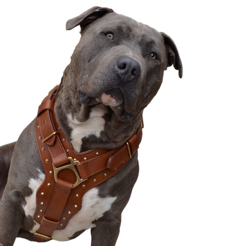 scheepsbouw Licht cruise Attila Leather Dog Harness - Rogue Royalty Netherlands