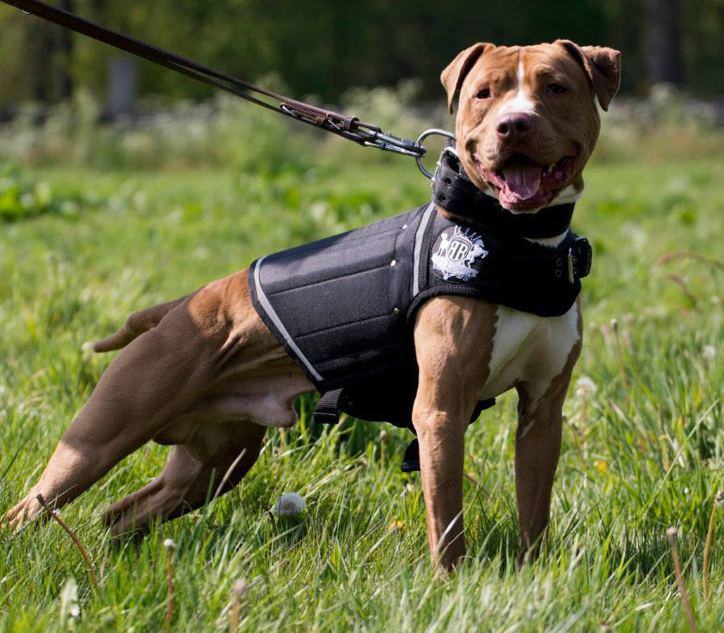Reorganiseren Slijm Cadeau Rogue Royalty Weight Vest for Dogs - Rogue Royalty Netherlands
