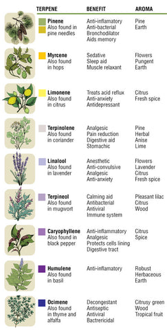 Terpenes terpenoids how to use what are cannabis 
