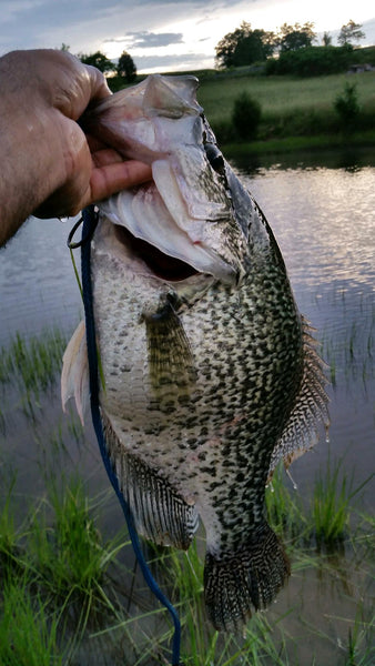 The photo of a world record crappie