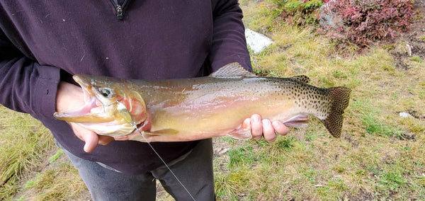 World Record Trout - Acme Tackle's Little Cleo Lure