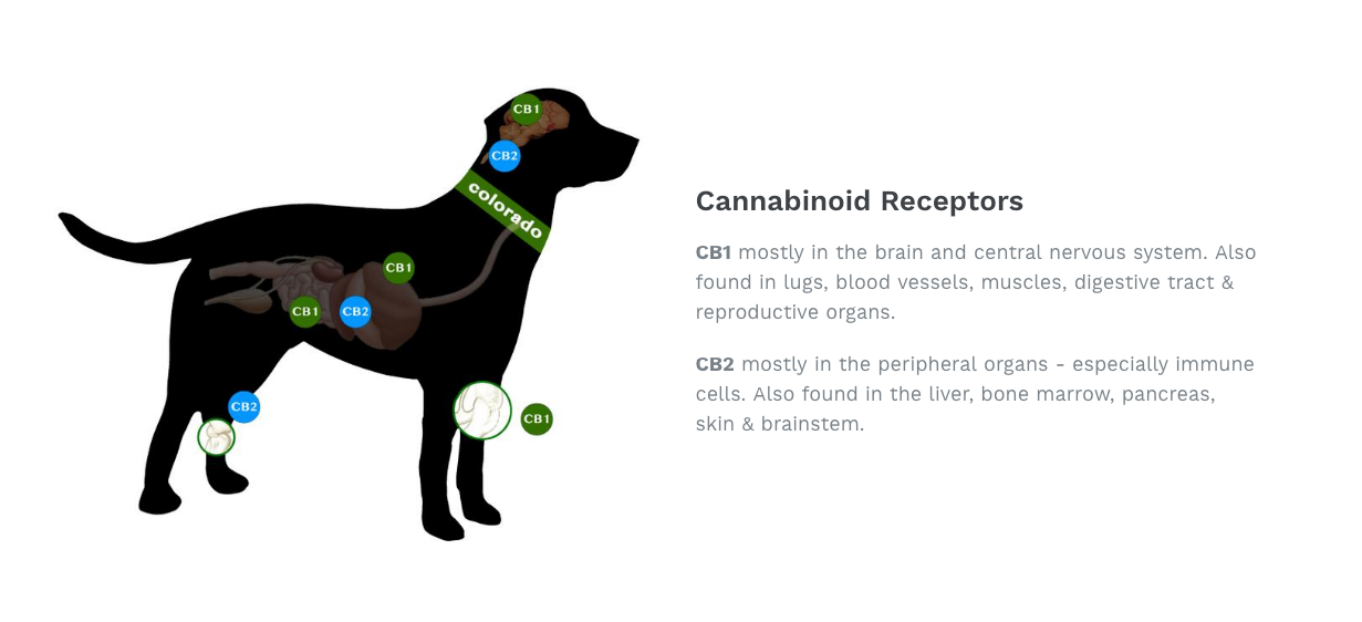 colorado dog company cbd dog treats