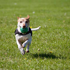 dog agility training