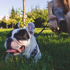 dog eating grass