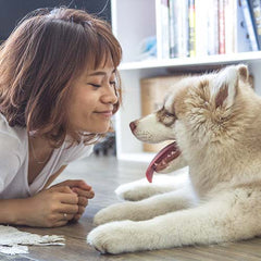 dog shedding