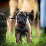 german shepherd puppies