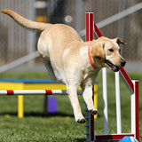 labrador retriever temperament agile