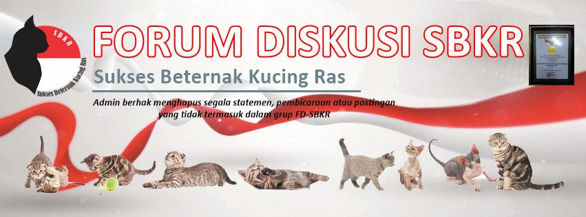 FORUM DISKUSI SUKSES BETERNAK KUCING RAS