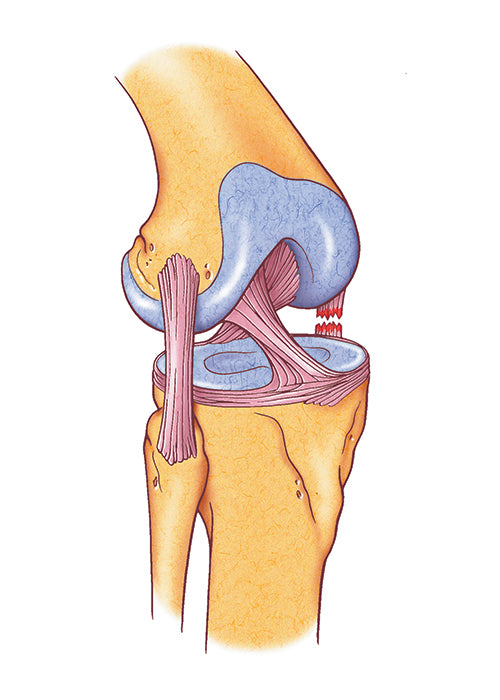 Knee Joint Support Elastic Provides soft and reliable fixation and  compression of knee joint Breathable fabric stretches in four directions  for comfortable use Fits for left and right leg