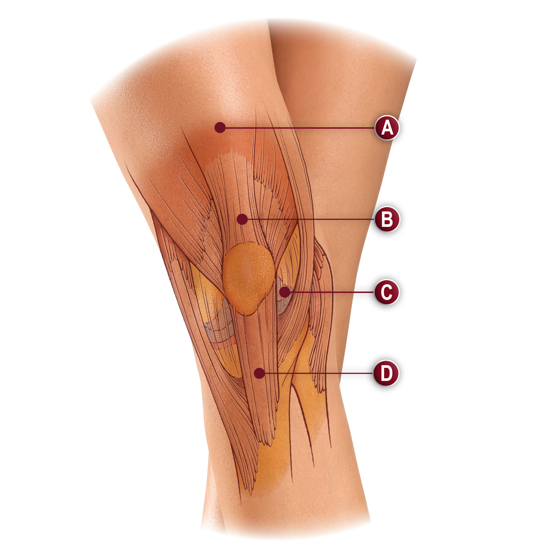 SOFT TISSUES OF THE KNEE ILLUSTRATION