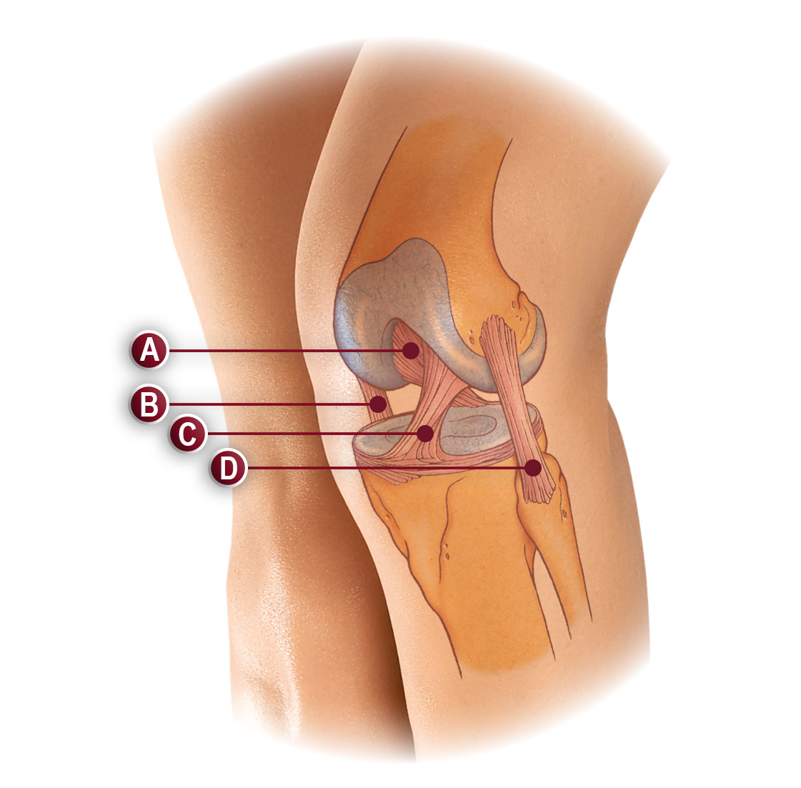 LIGAMENTS  ANATOMY ILLUSTRATION