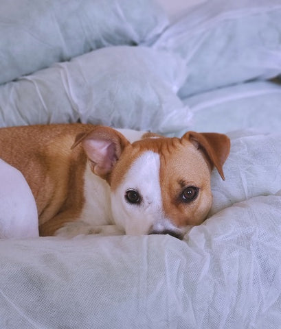 Tan and white dog laying on bags