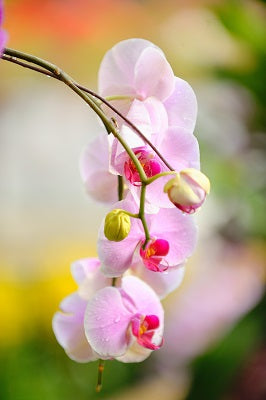 Cluster of light pink orchids hanging down