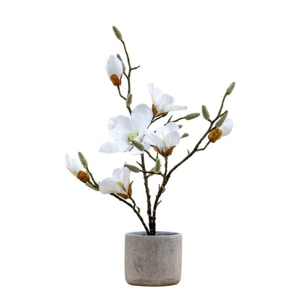 Potted Magnolia – Flo & Co Interiors