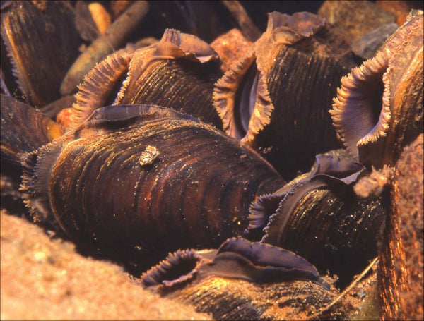 Freshwater Pearl Mussel, a critically endangered species in nature