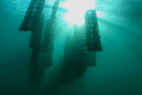 Pearl oyster aquaculture (photo: Mikimoto)