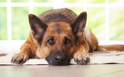all-natural-ways-to-help-dogs-with-arthritis