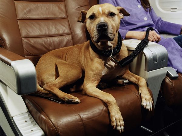 best-tips-traveling-with-dog-plane