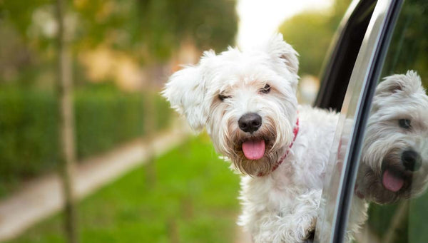 top-tips-traveling-with-dog