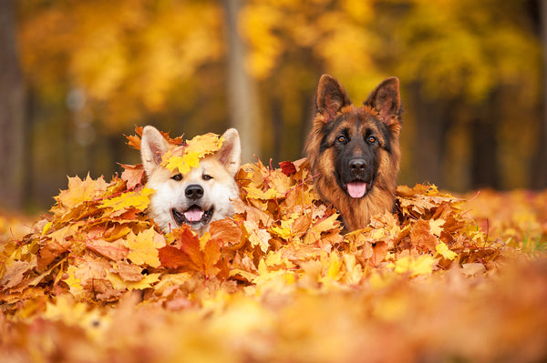 fall-activities-for-dogs-i-heart-dogs