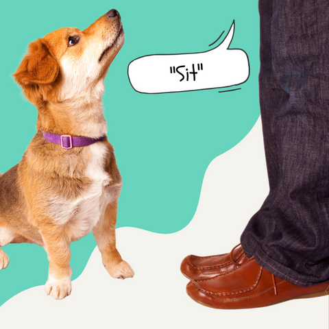 How To Teach Your Dog To Sit