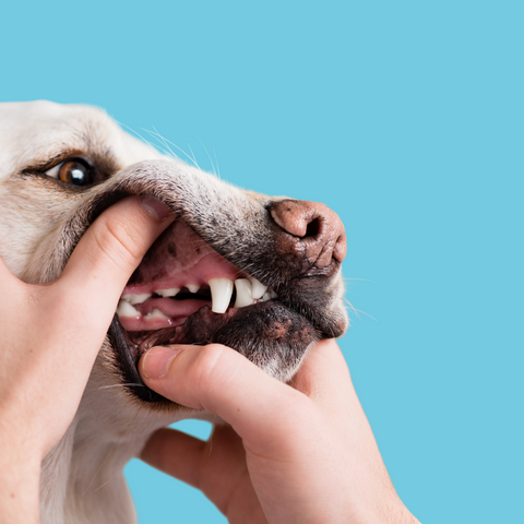 How to improve dogs dental health 