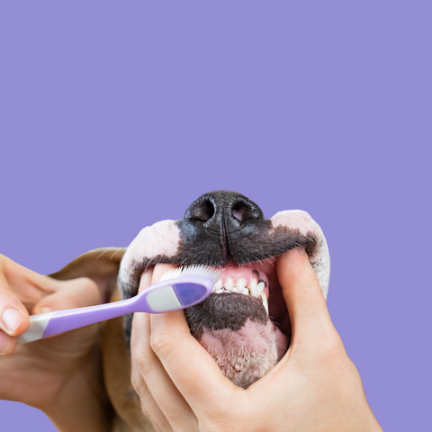 Dental Hygiene Tips For Dogs