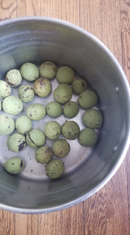 Black walnuts in dye pot