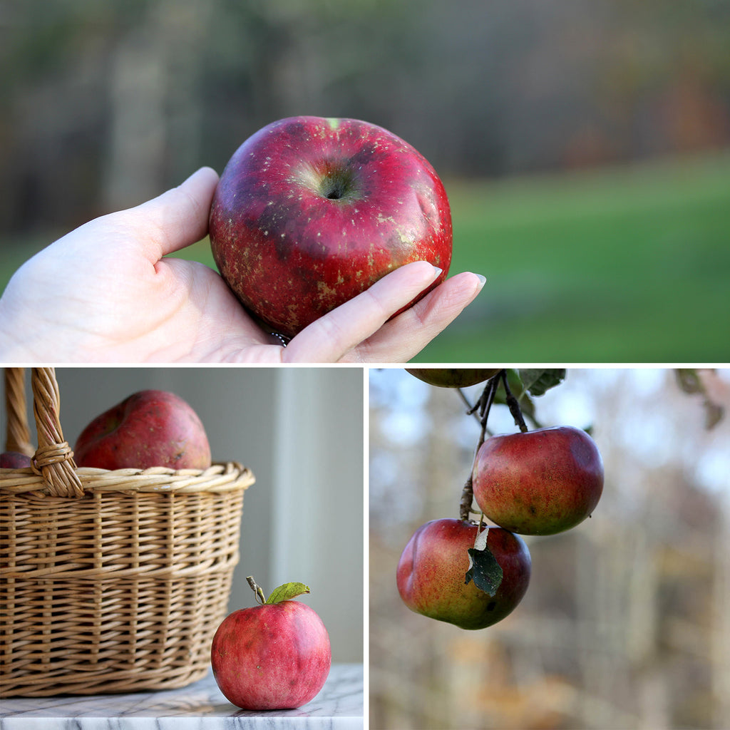 Vermont apple orchard