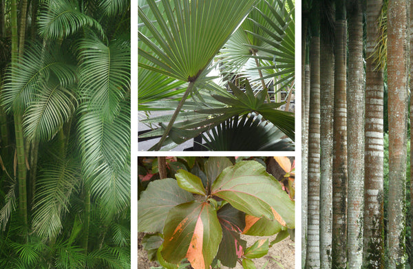 Photographs of botanical Mauritius