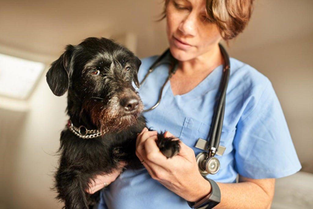 what can i give my dog for hip and joint pain