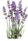 Lavender - Essential Oils - ithriveX