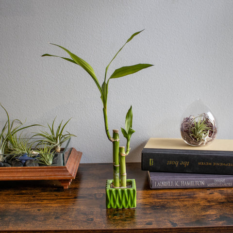 2 stalk lucky bamboo arrangement in a green ceramic vase