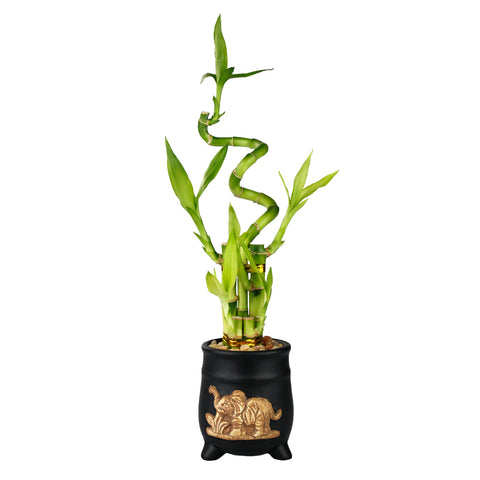 A Black small pot with an elephant with a 5 stalk lucky bamboo arrangement.