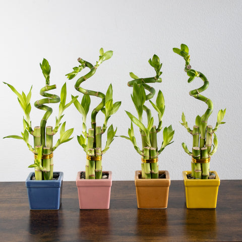 Four or the five stalk lucky bamboo arrangement with a spiral central stalk