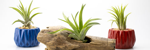 3 Air plants display in different containers