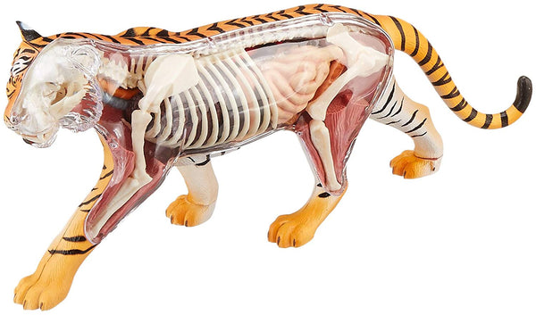 pols trimmen Herinnering 4D Vision Tiger Anatomy Educational Veterinary Model – Plutusdental