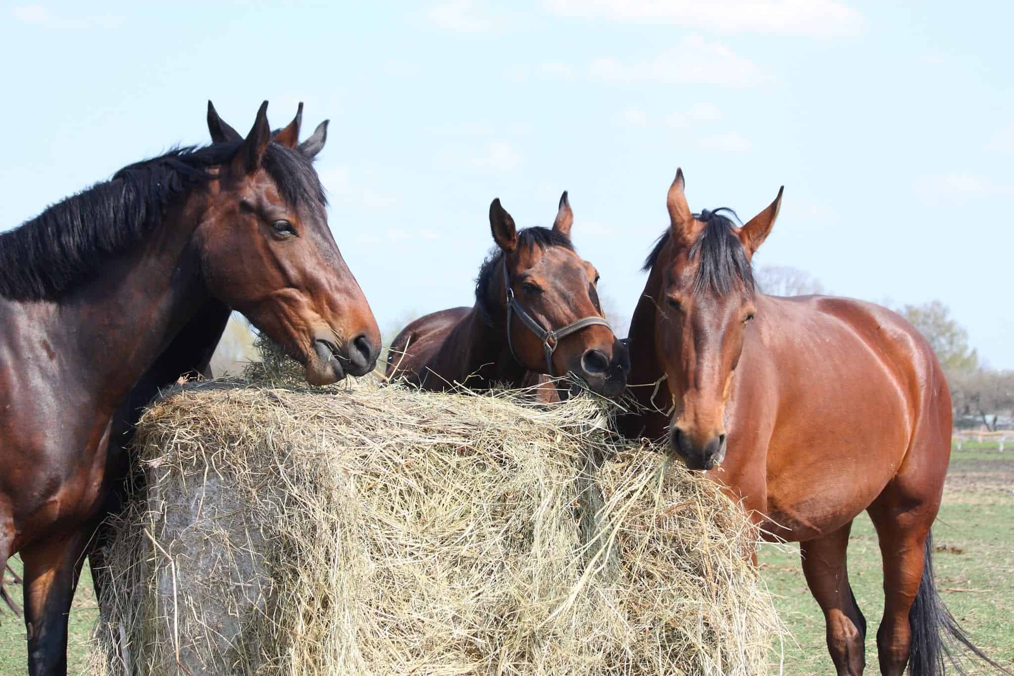 Bales of Hay and Straw – Amber Glen Feed Depot & Pet Supplies