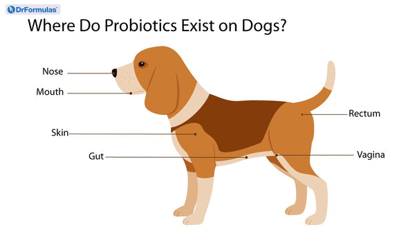 best human probiotics for dogs