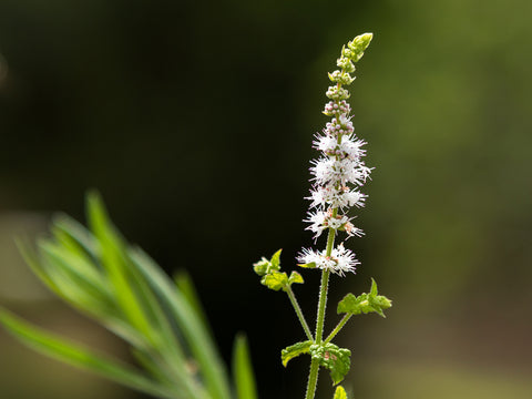 black cohosh