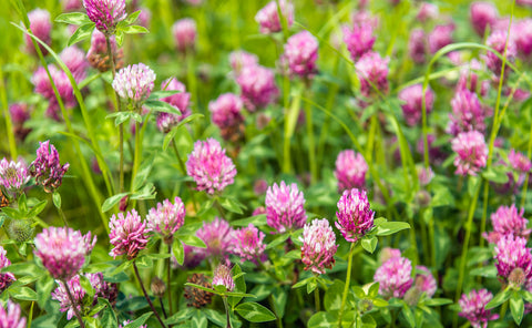 red clover extract 