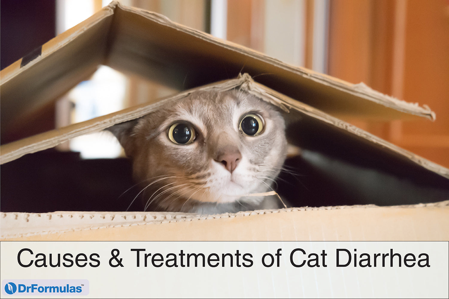 Causes & Treatments of Cat Diarrhea