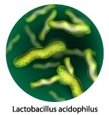 lactobacillus acidophilus