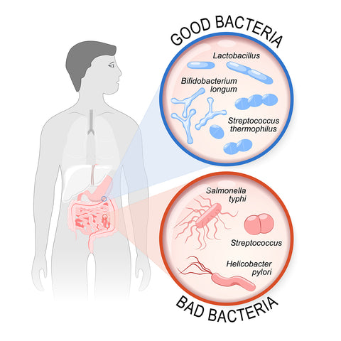 3 powerful natural remedies to fix bloating by balancing gut bacteria