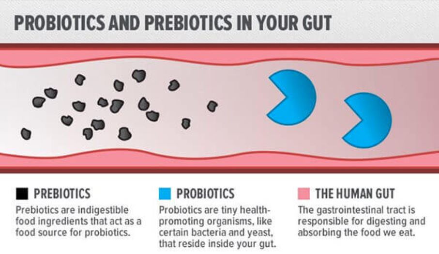 Prebiotic vs Probiotic : What are the Differences? Which is Better