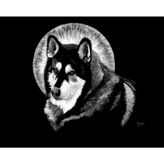 Cross Fox Scratchboard sketch – silvercrossfox